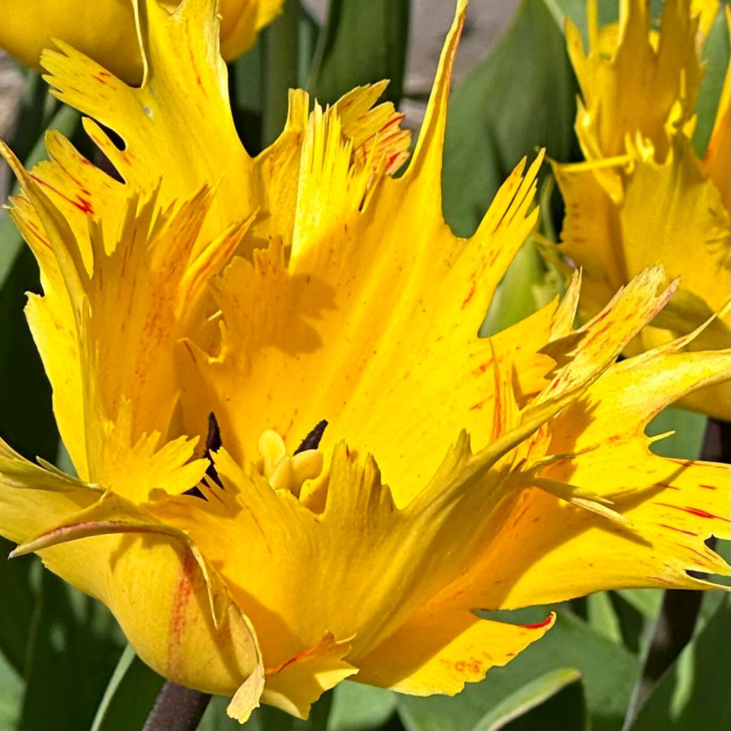 Golden Leo - Tulips - Fluwel