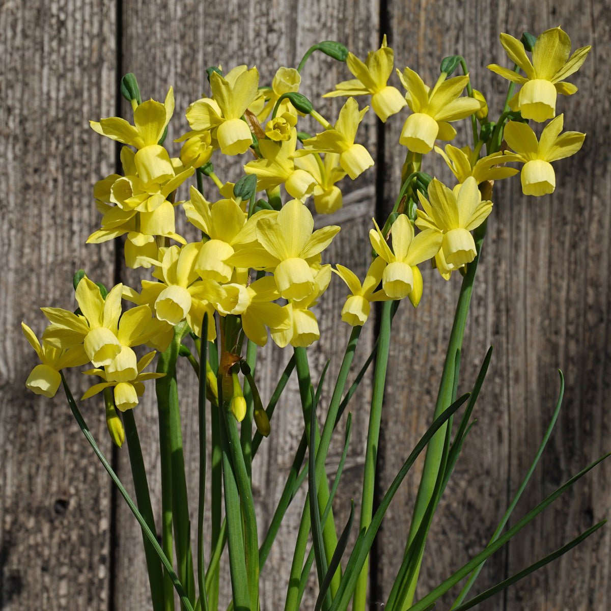 Golden Symphony - Special Narcissus - Fluwel