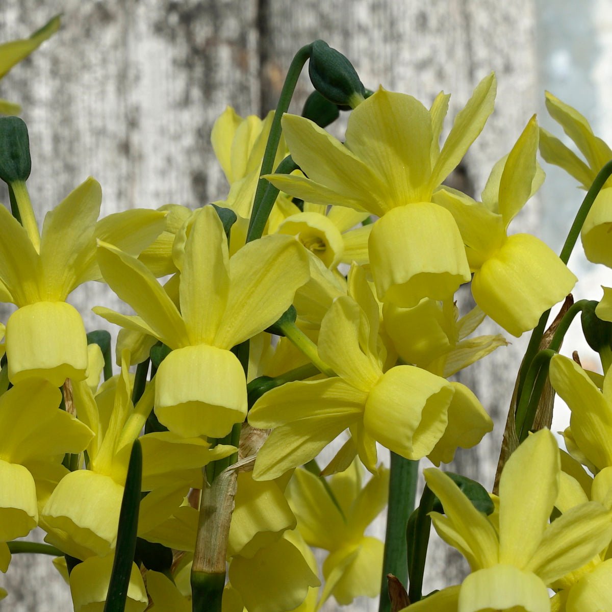 Golden Symphony - Special Narcissus - Fluwel