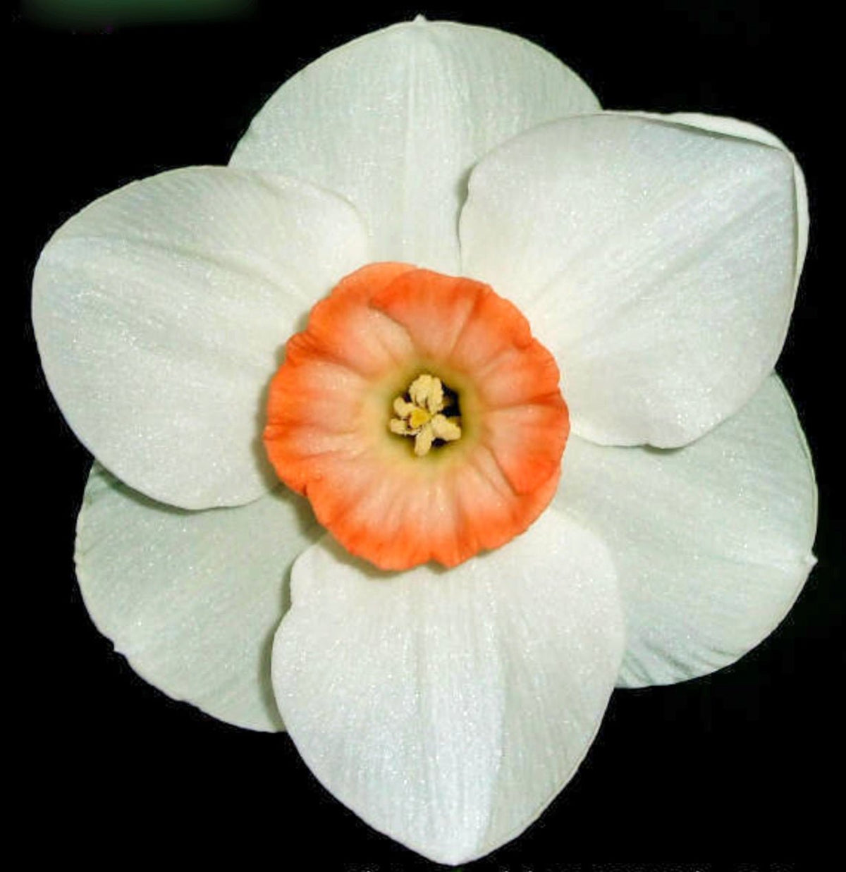 Good Faith - Special Narcissus - Fluwel