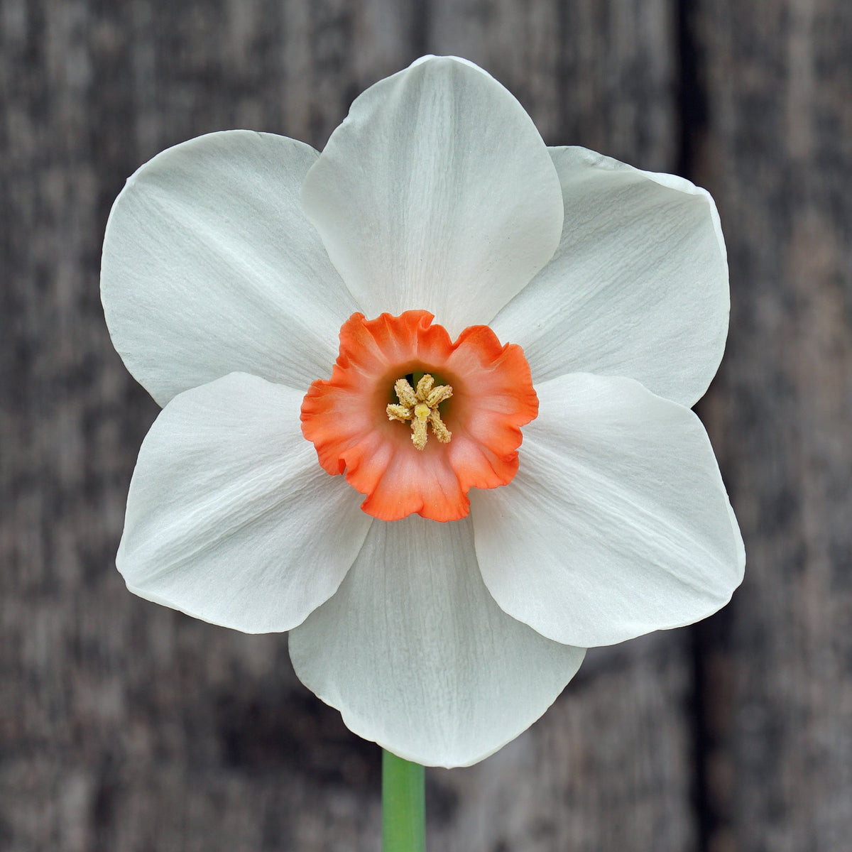 Good Faith - Special Narcissus - Fluwel