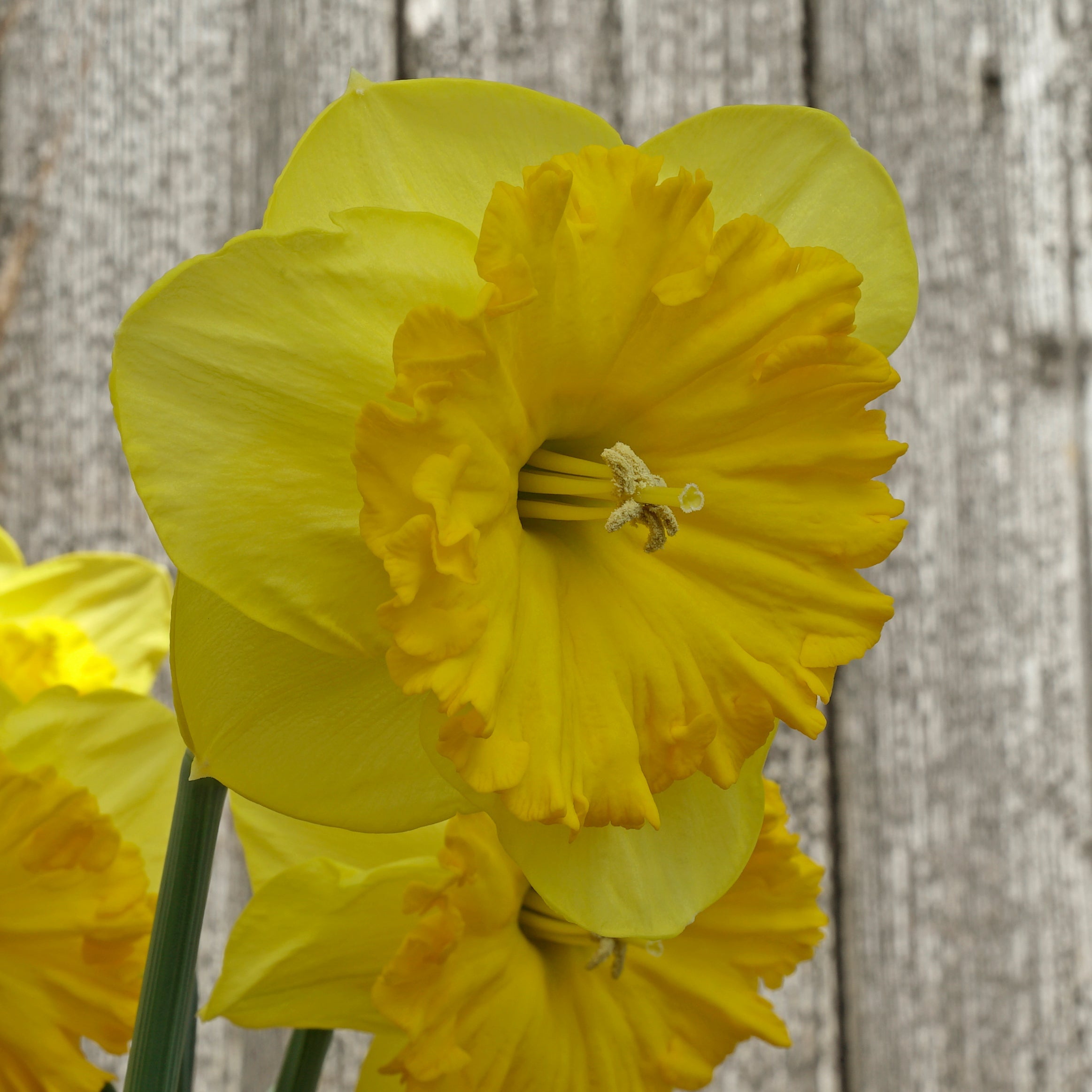 Goudgele Rakker - Special Narcissus - Fluwel