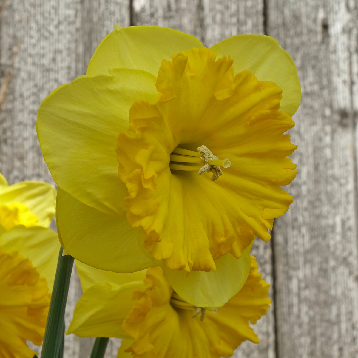 Goudgele Rakker - Special Narcissus - Fluwel