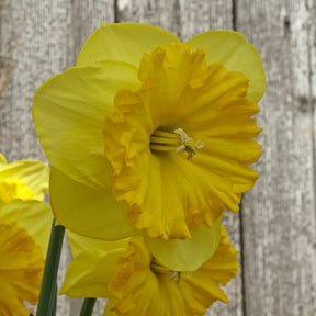 Goudgele Rakker - Special Narcissus - Fluwel
