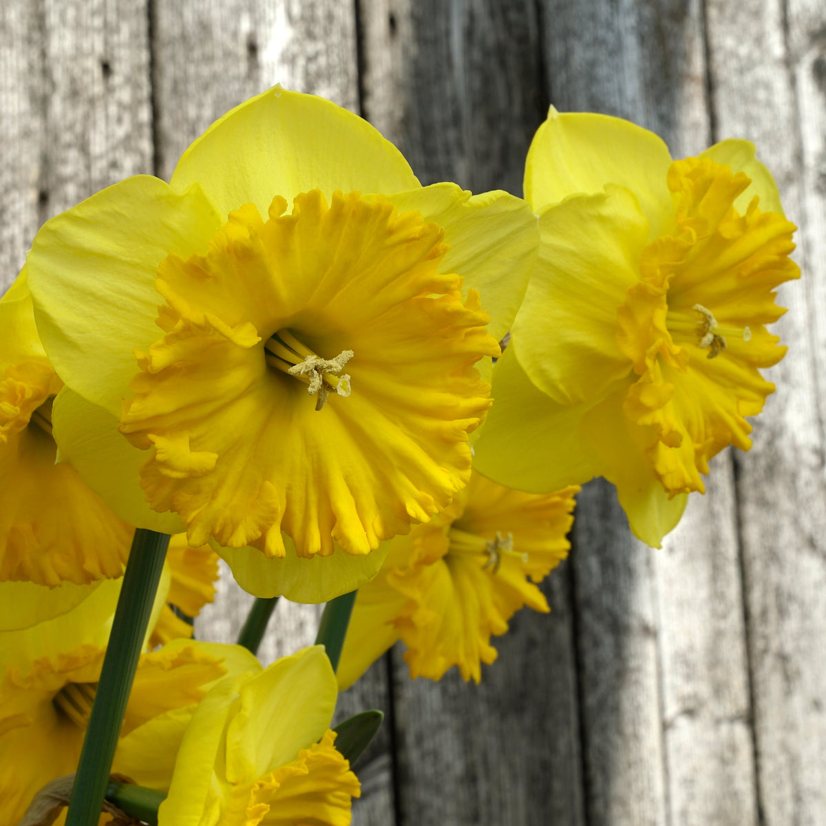 Goudgele Rakker - Special Narcissus - Fluwel