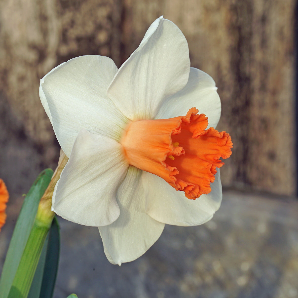 Great Joy - Special Narcissus - Fluwel