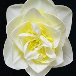 Greek Surprise - Special Narcissus - Fluwel