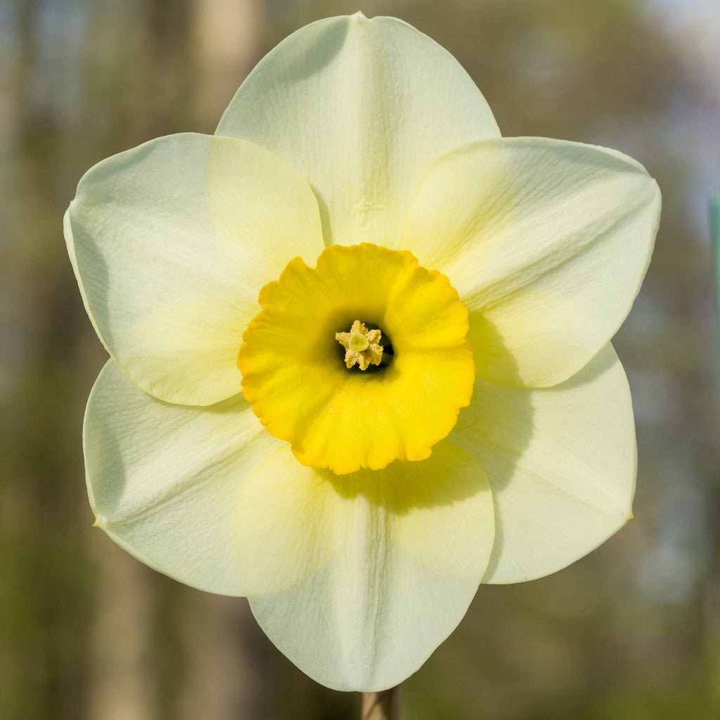 Greetham - Special Narcissus - Fluwel