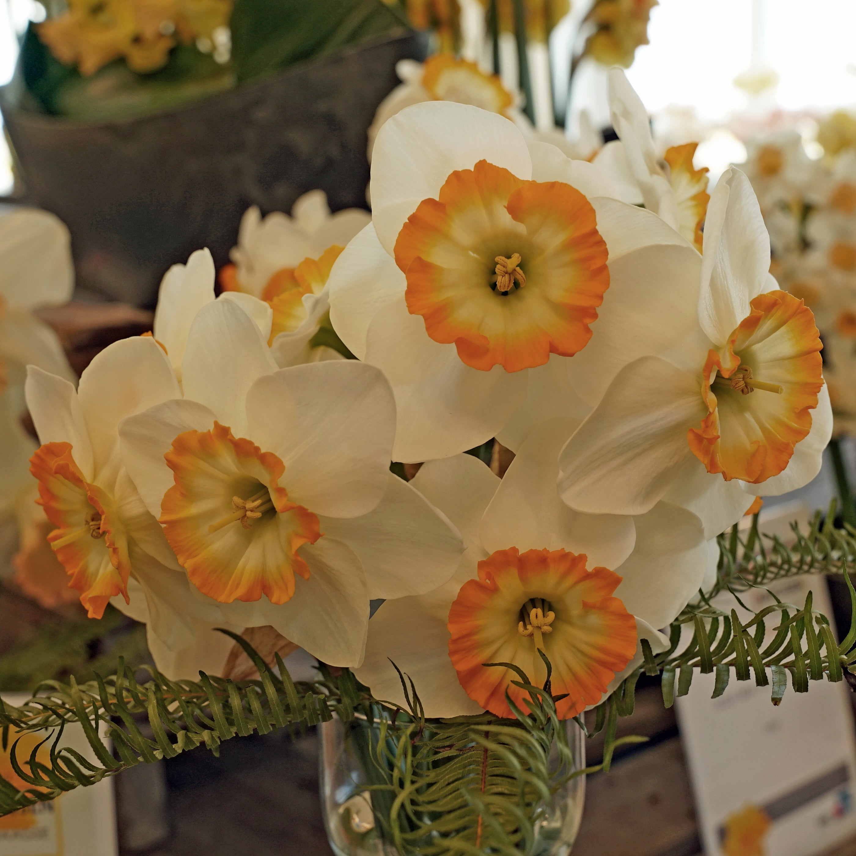 Happy Smiles - Narcissus - Fluwel