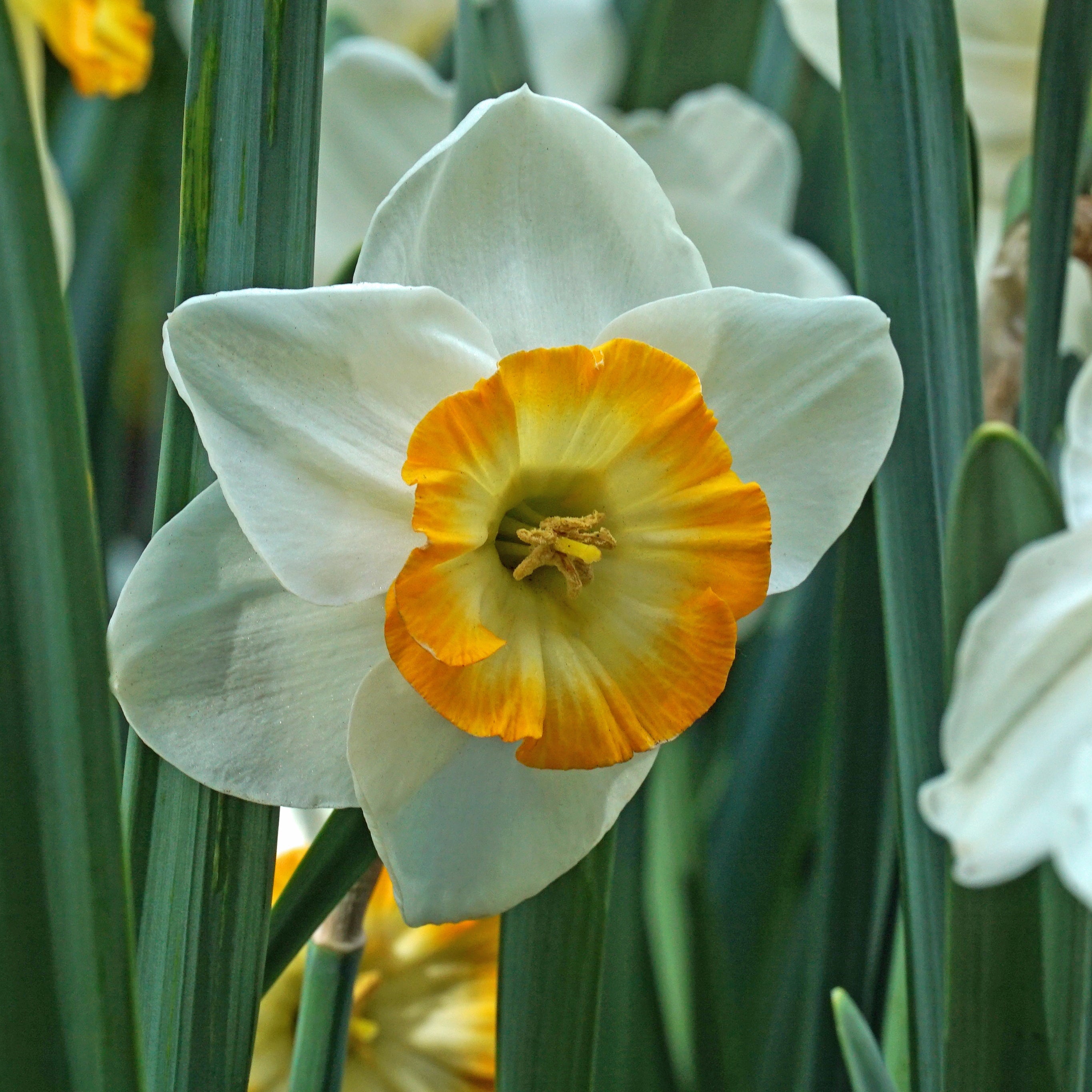 Happy Smiles - Narcissus - Fluwel