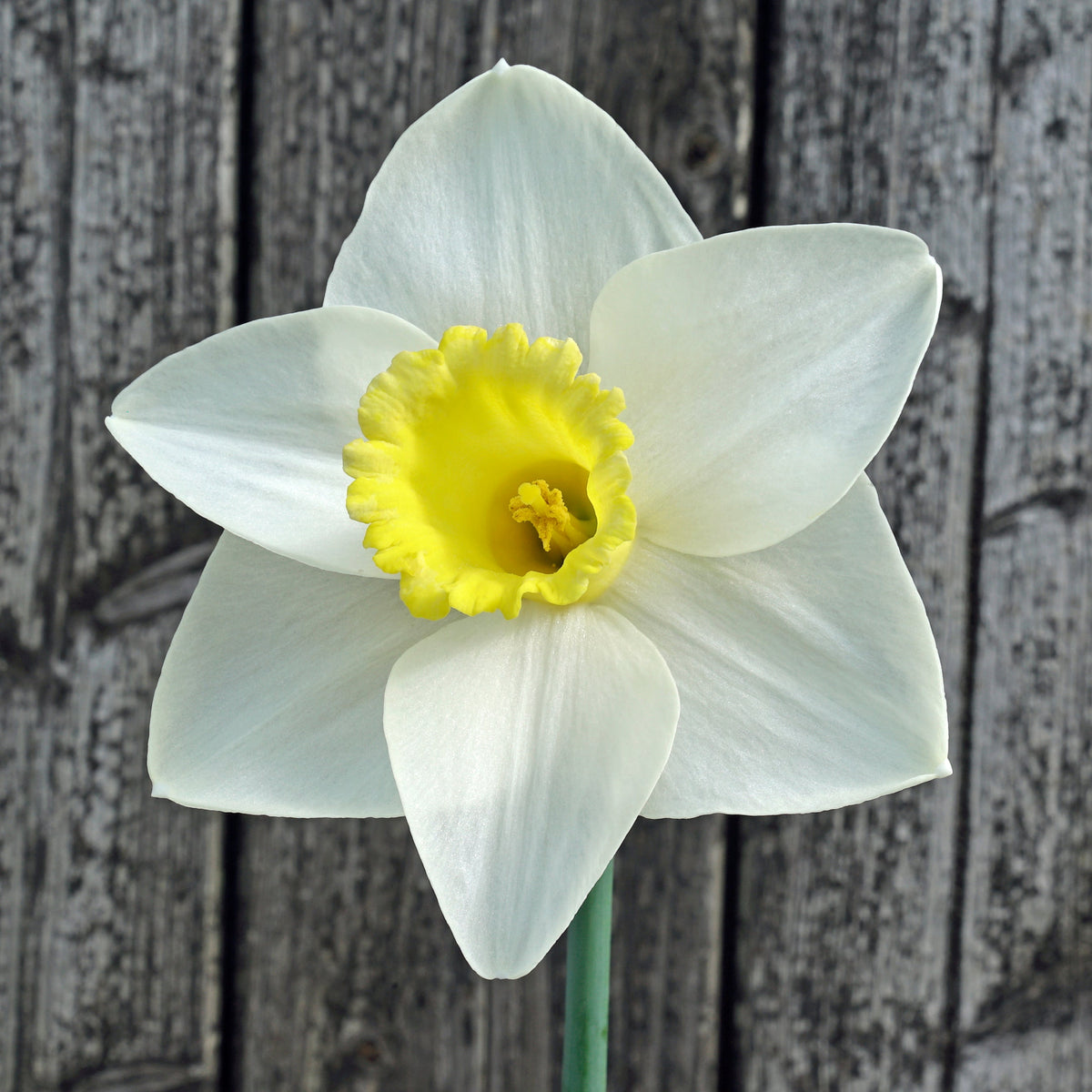 Hard to Beat - wit-gele Large-cupped narcis - Fluwel