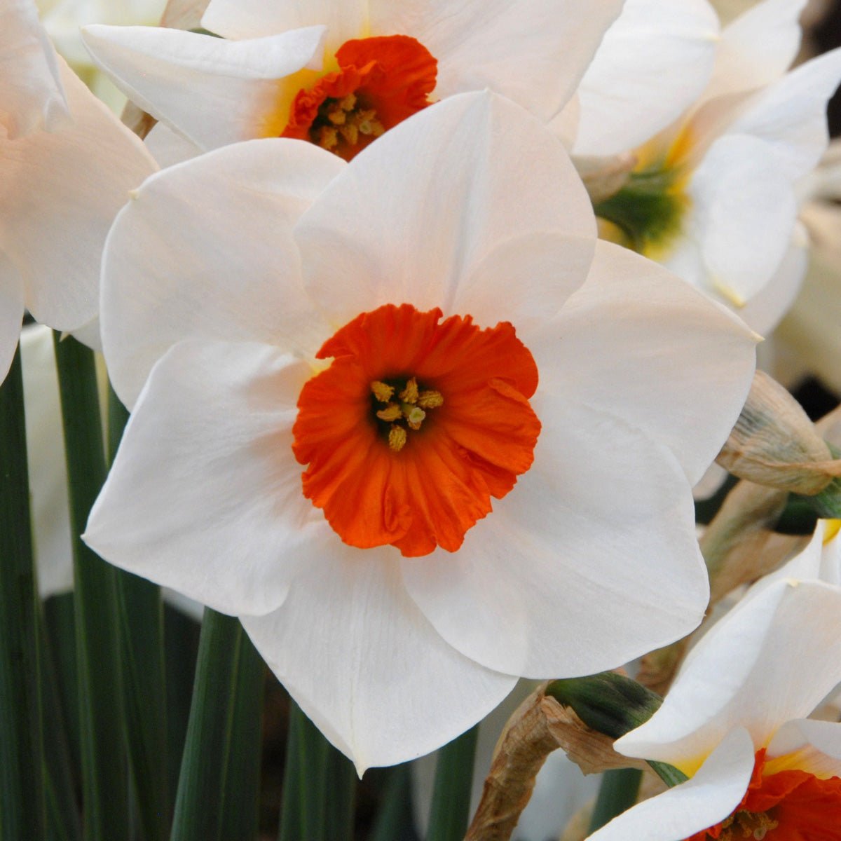 Hartlebury - Special Narcissus - Fluwel