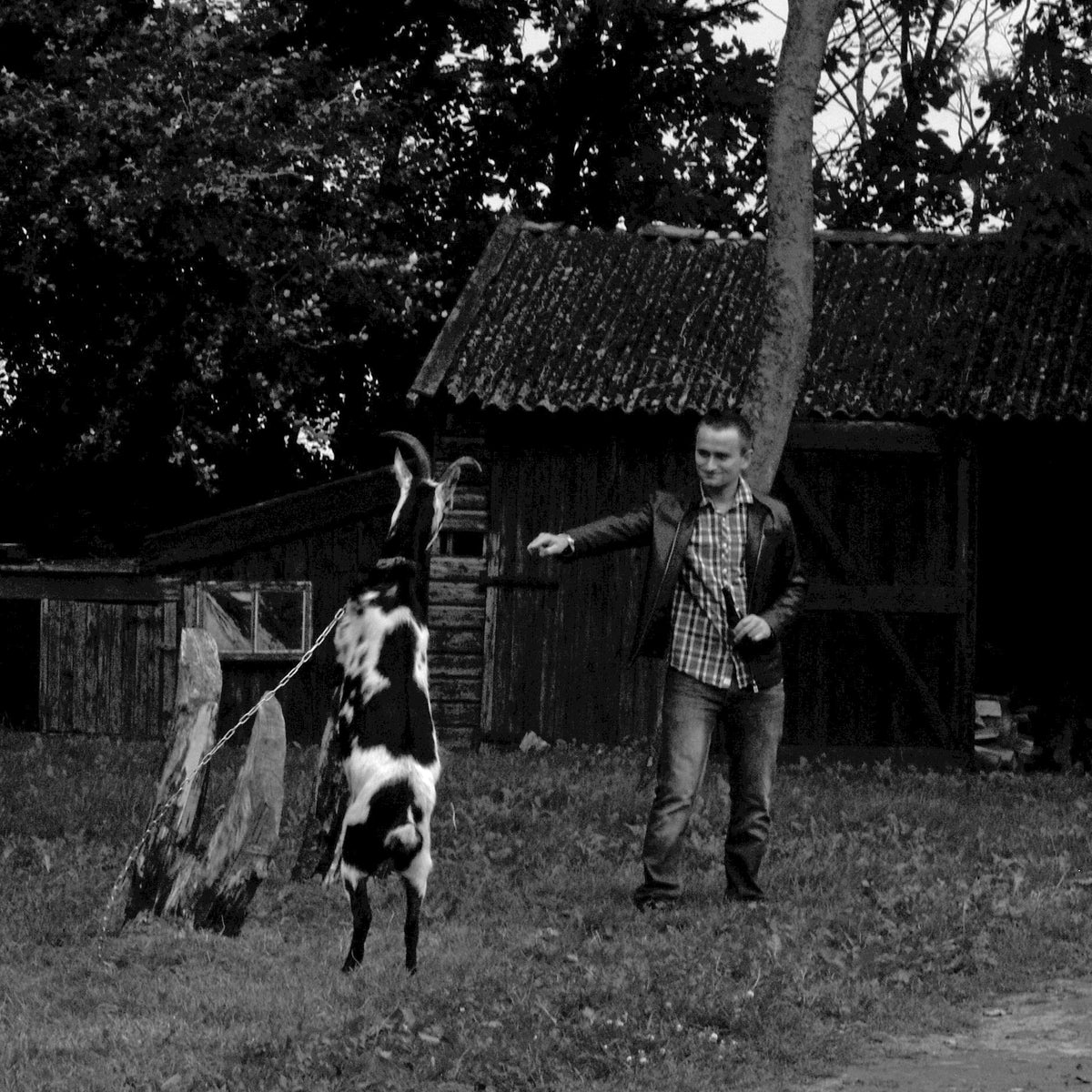 Hassan the Goat - wit-oranje-rode Small-cupped narcis - Fluwel