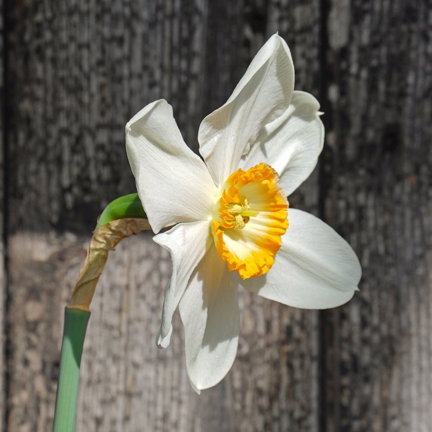 Hassan the Goat - Special Narcissus - Fluwel