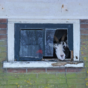 Hassan the Goat - Special Narcissus - Fluwel