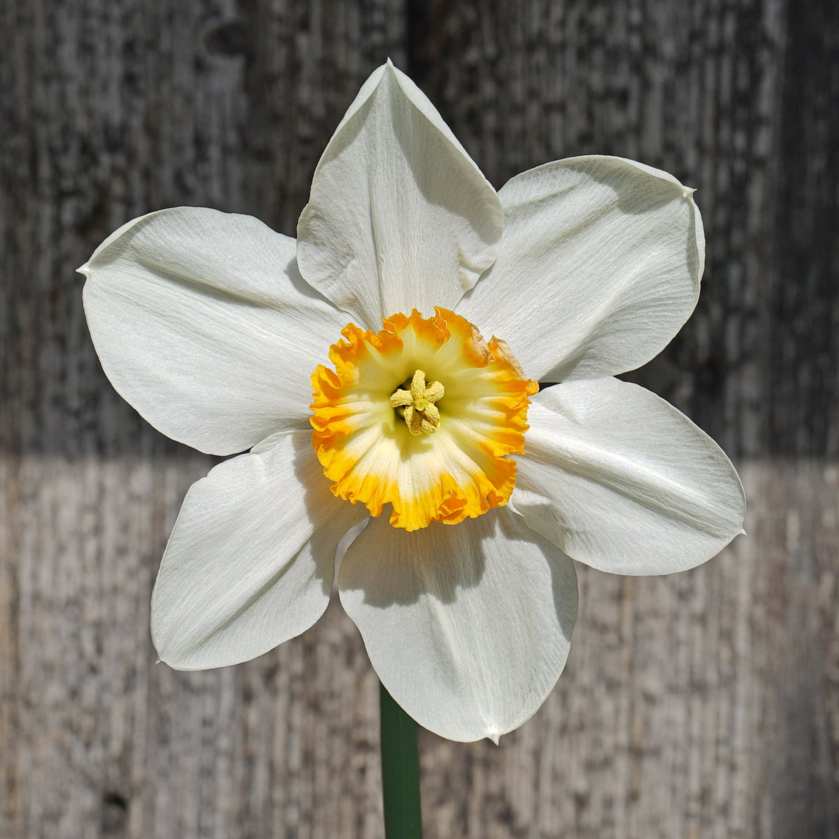 Hassan the Goat - Special Narcissus - Fluwel