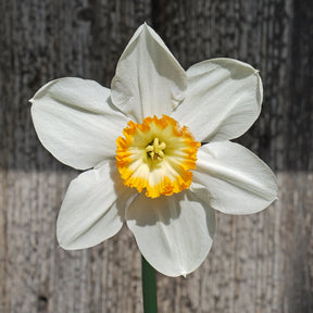 Hassan the Goat - Special Narcissus - Fluwel