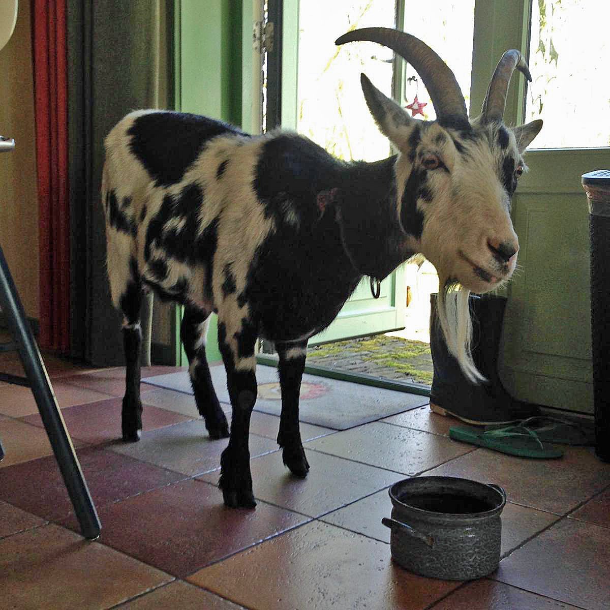 Hassan the Goat - wit-oranje-rode Small-cupped narcis - Fluwel