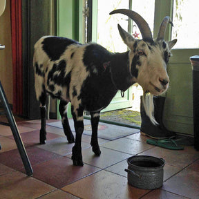 Hassan the Goat - Special Narcissus - Fluwel