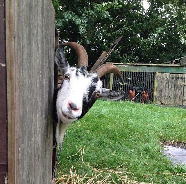Hassan the Goat - wit-oranje-rode Small-cupped narcis - Fluwel
