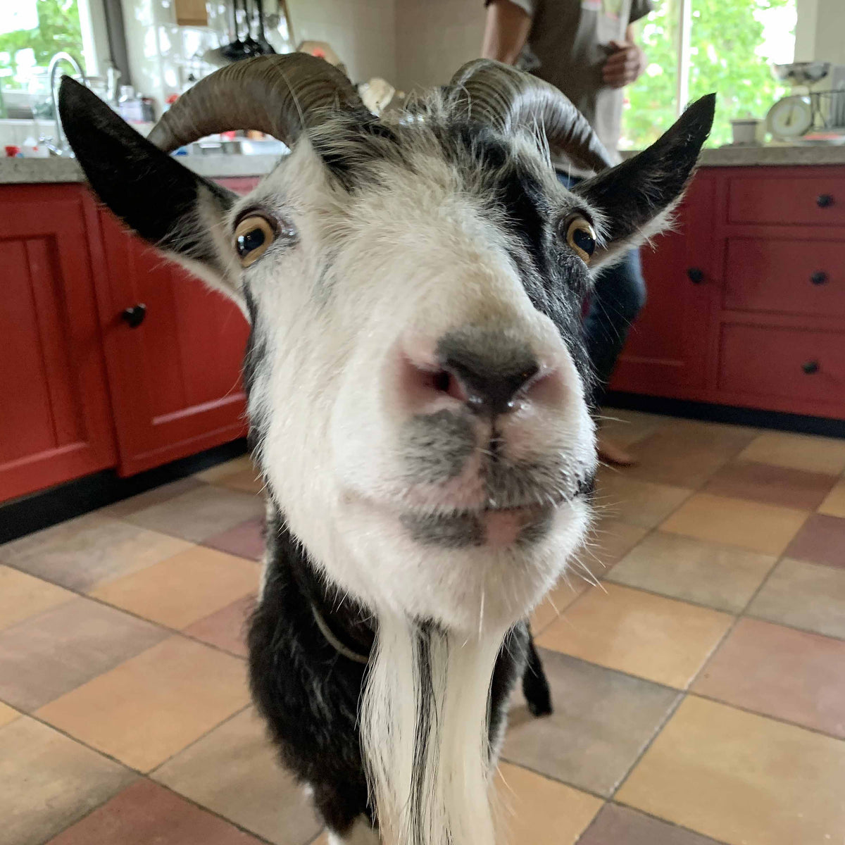 Hassan the Goat - wit-oranje-rode Small-cupped narcis - Fluwel