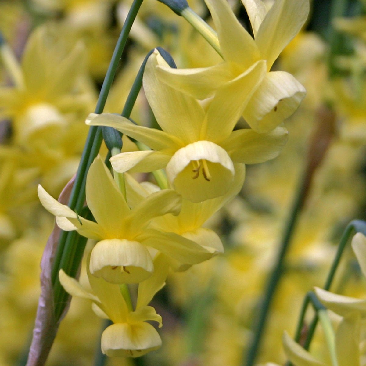 Hawera Tetra - Special Narcissus - Fluwel