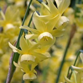 Hawera Tetra - Special Narcissus - Fluwel