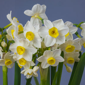 Hilary Marea - Special Narcissus - Fluwel