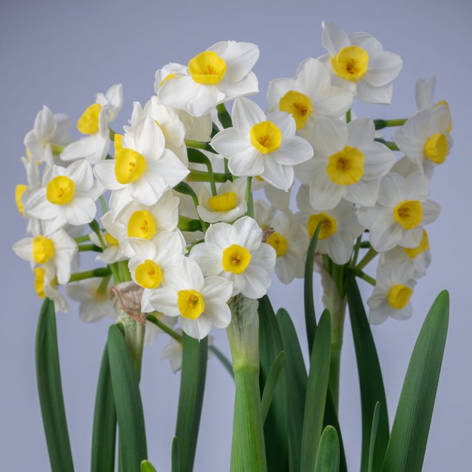 Hilary Marea - wit-gele Tazetta narcis - Fluwel