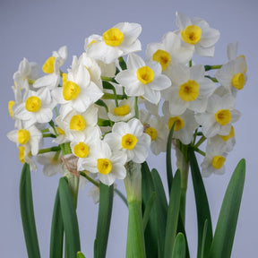 Hilary Marea - Special Narcissus - Fluwel