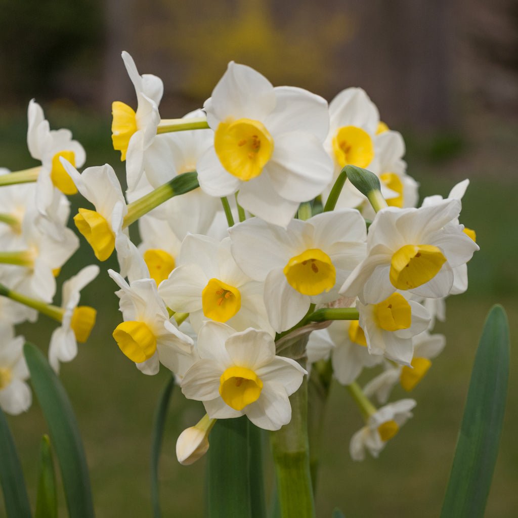 Hilary Marea - Special Narcissus - Fluwel