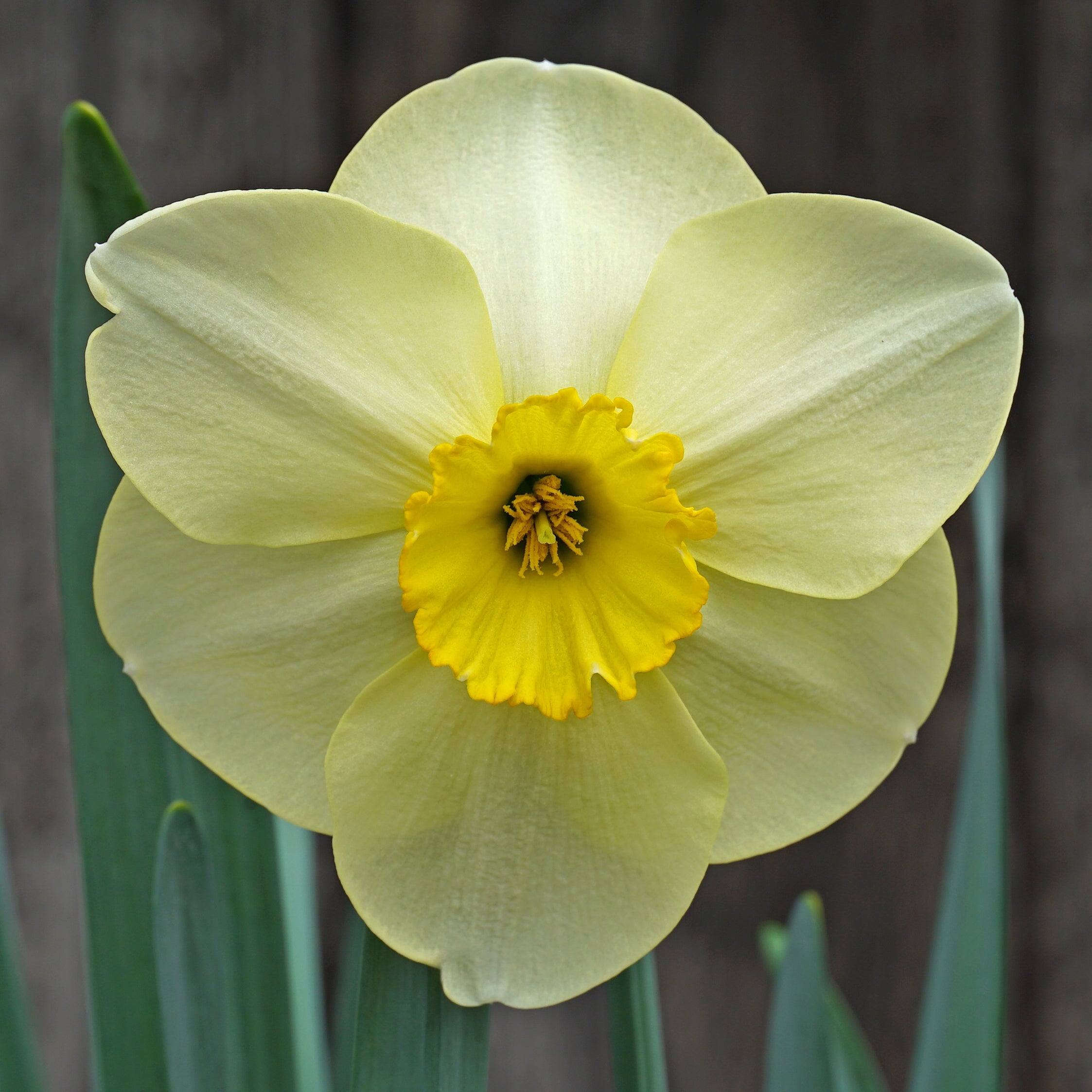 Hollowbridge - Special Narcissus - Fluwel