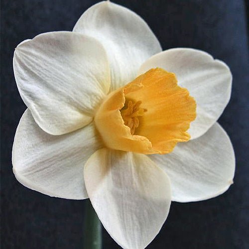 Honeybourne - Special Narcissus - Fluwel