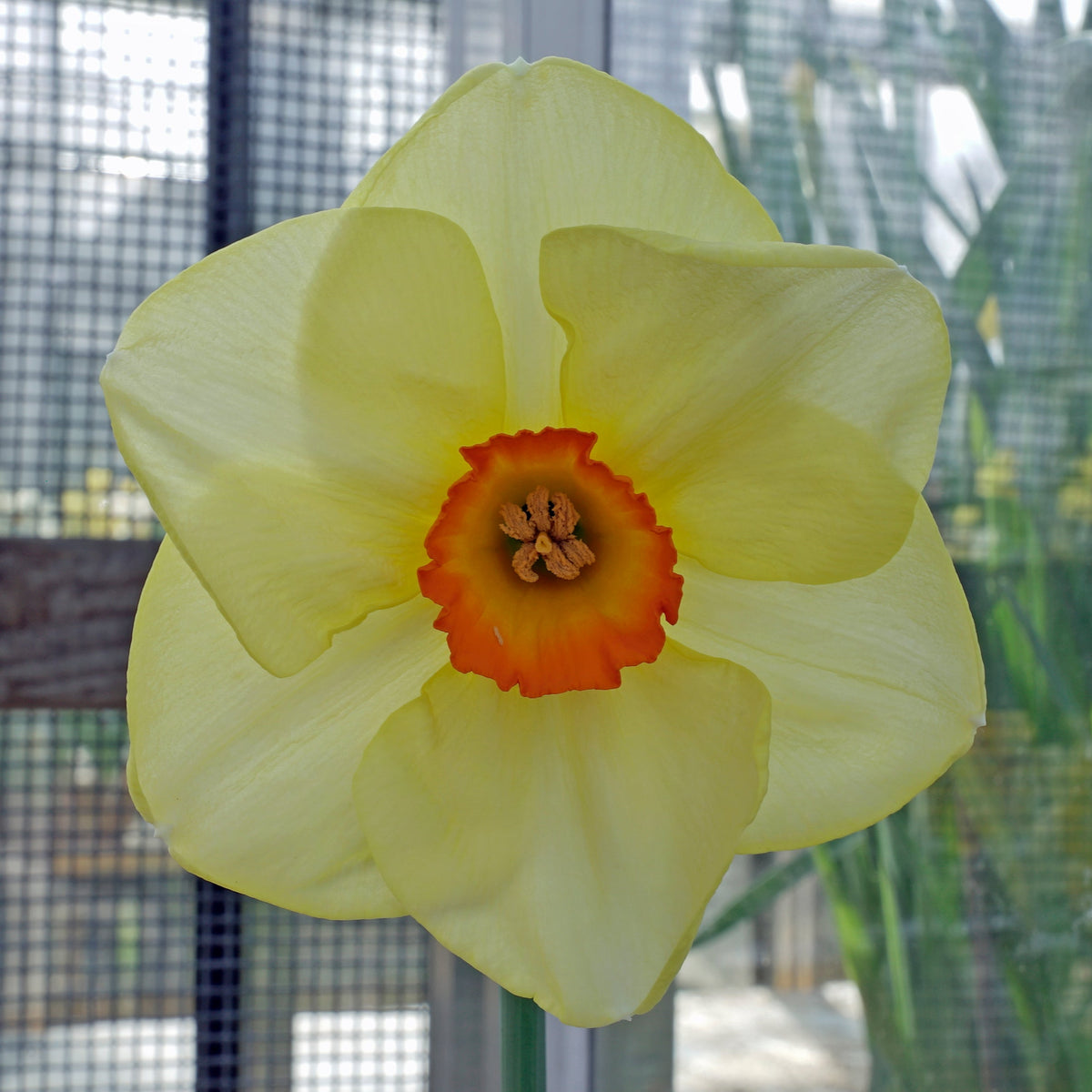 Hot Choice - geel-oranje-rode Small-cupped narcis - Fluwel