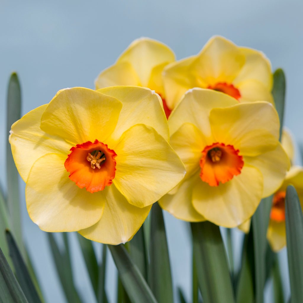 Hot Choice - geel-oranje-rode Small-cupped narcis - Fluwel