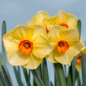 Hot Choice - Special Narcissus - Fluwel