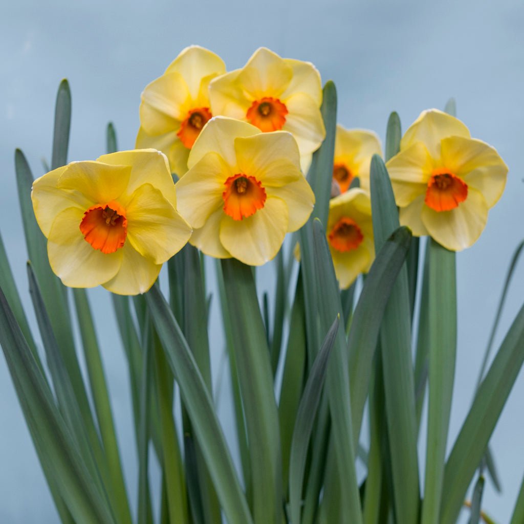 Hot Choice - geel-oranje-rode Small-cupped narcis - Fluwel