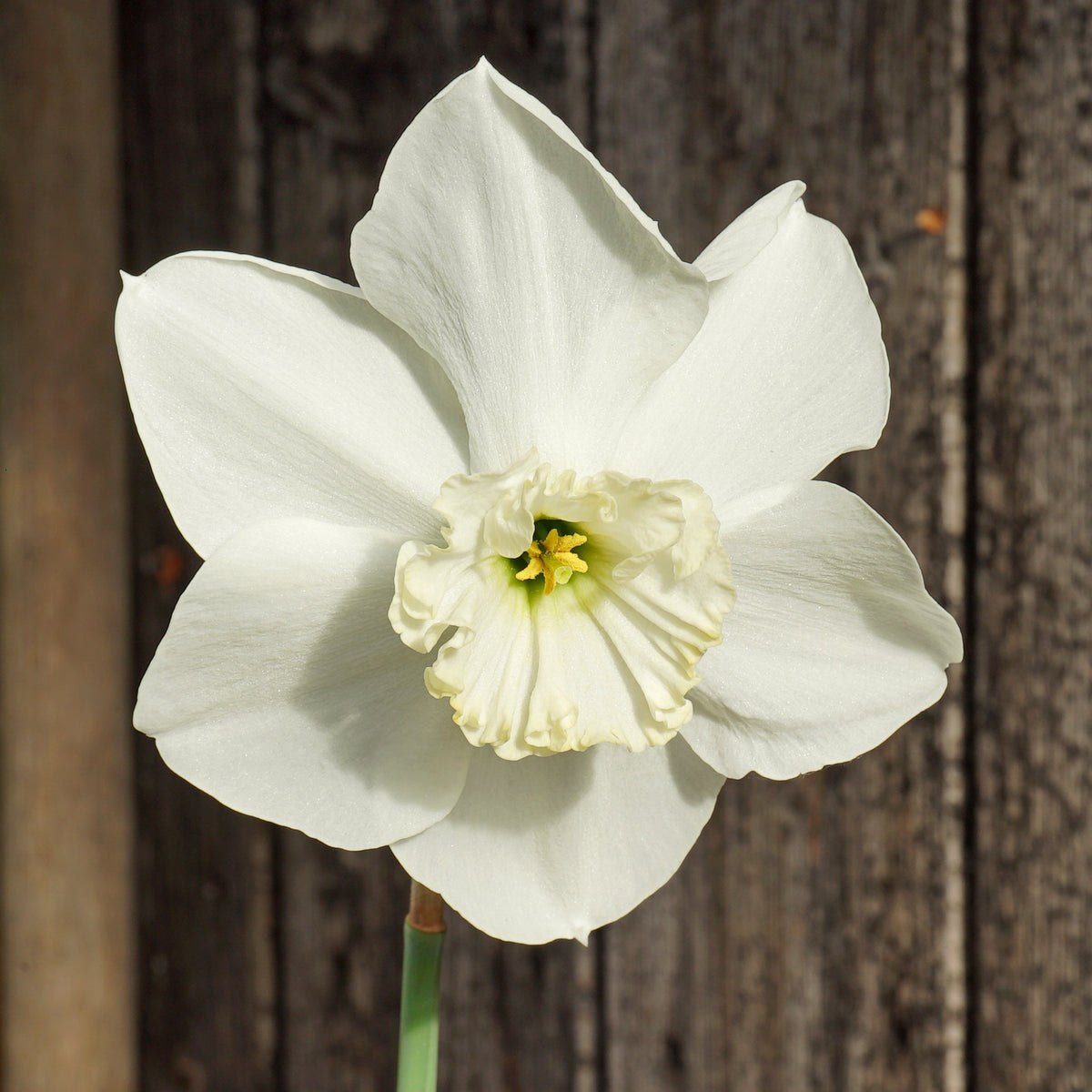 Hudson Bay - Special Narcissus - Fluwel