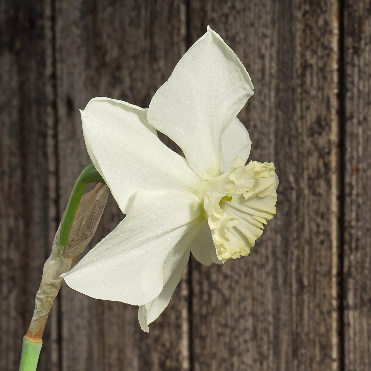 Hudson Bay - Special Narcissus - Fluwel