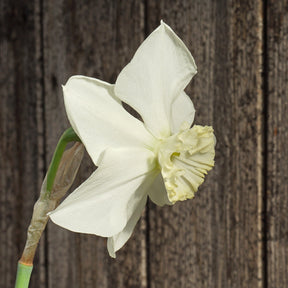 Hudson Bay - Special Narcissus - Fluwel