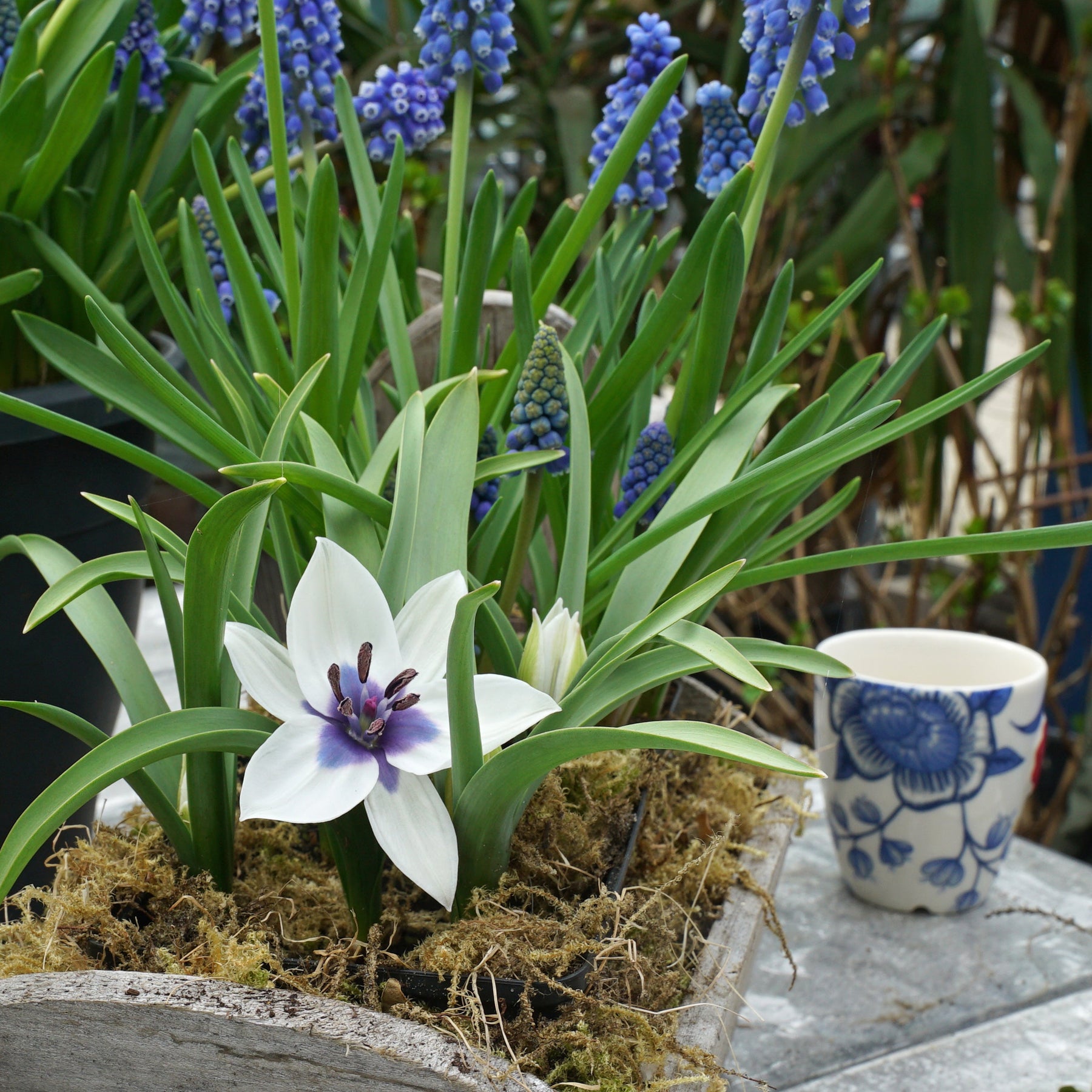 humilis Alba Coerulea Oculata - Tulips - Fluwel