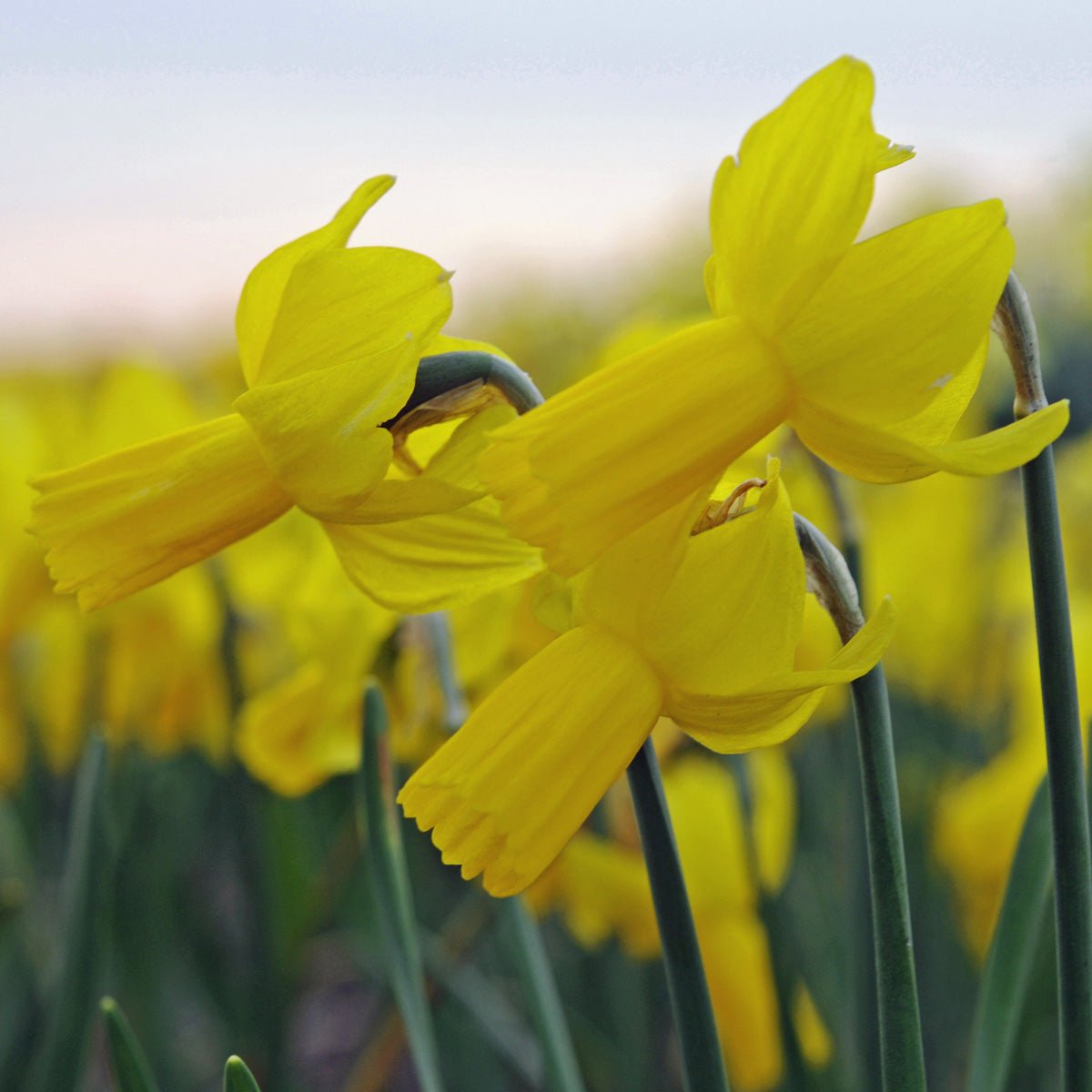 Hummingbird - Special Narcissus - Fluwel