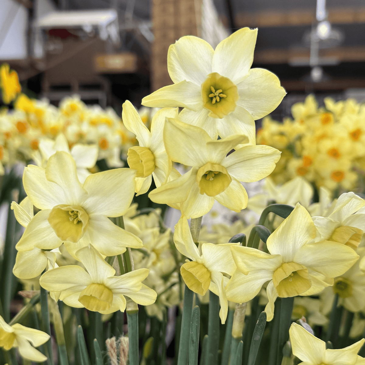 Hunter Dawn - Narcissus - Fluwel