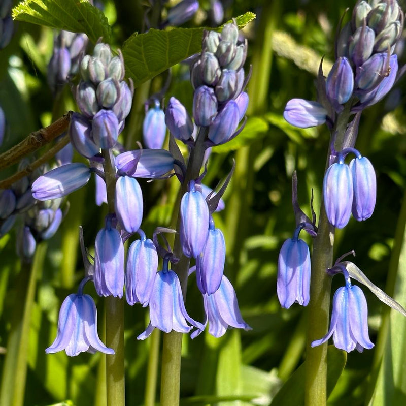 Hyacinthoides (Glockenblumen)