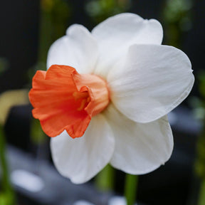 Hyperbole - Special Narcissus - Fluwel