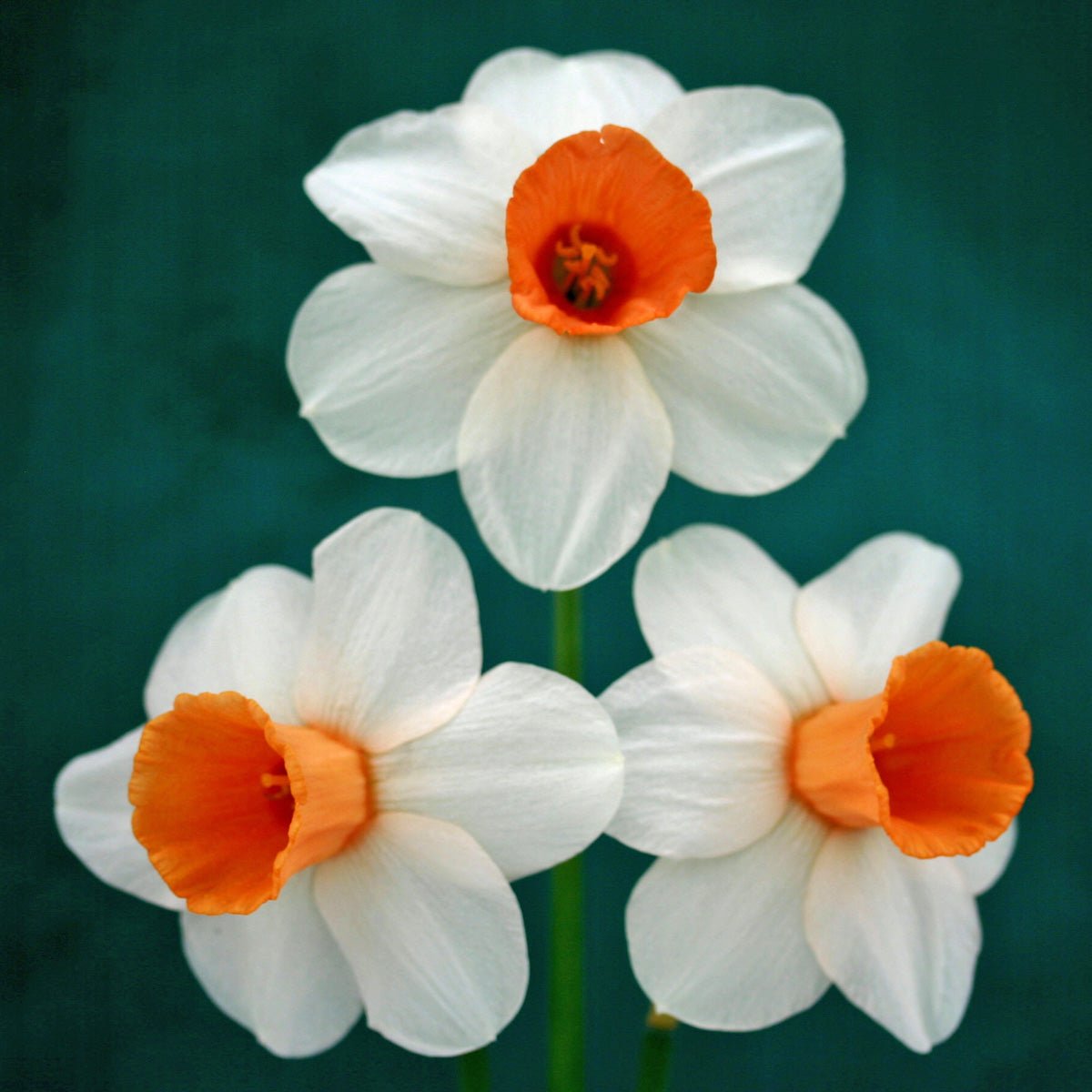 Hyperbole - wit-oranje-rode Large-cupped narcis - Fluwel