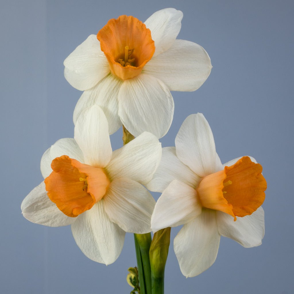 Hyperbole - wit-oranje-rode Large-cupped narcis - Fluwel