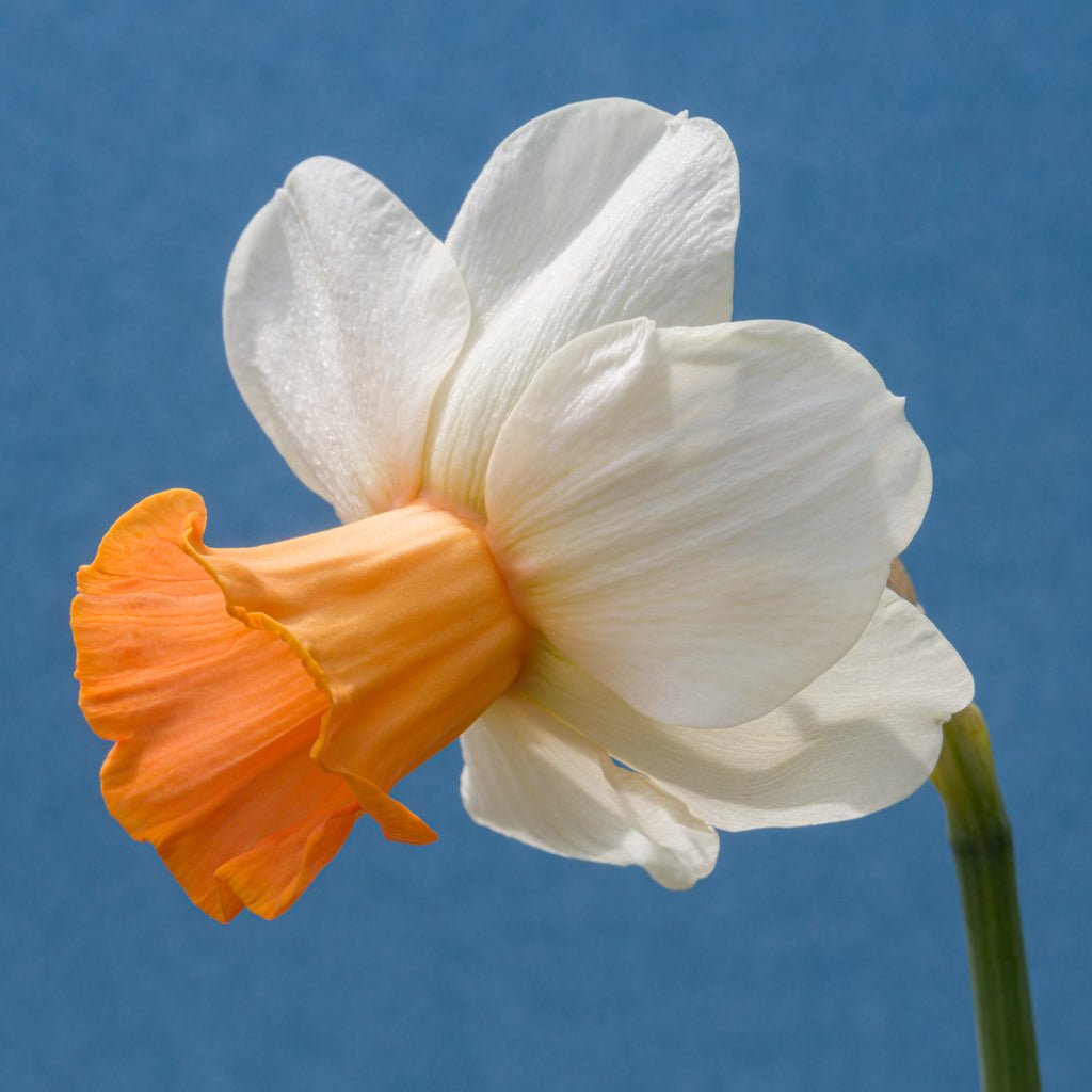 Hyperbole - wit-oranje-rode Large-cupped narcis - Fluwel