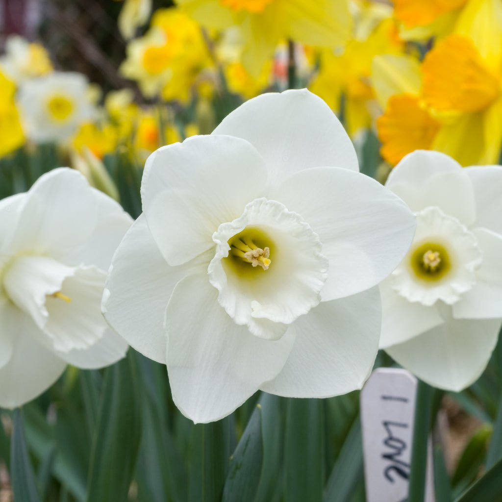 I Love You - witte Large-cupped narcis - Fluwel