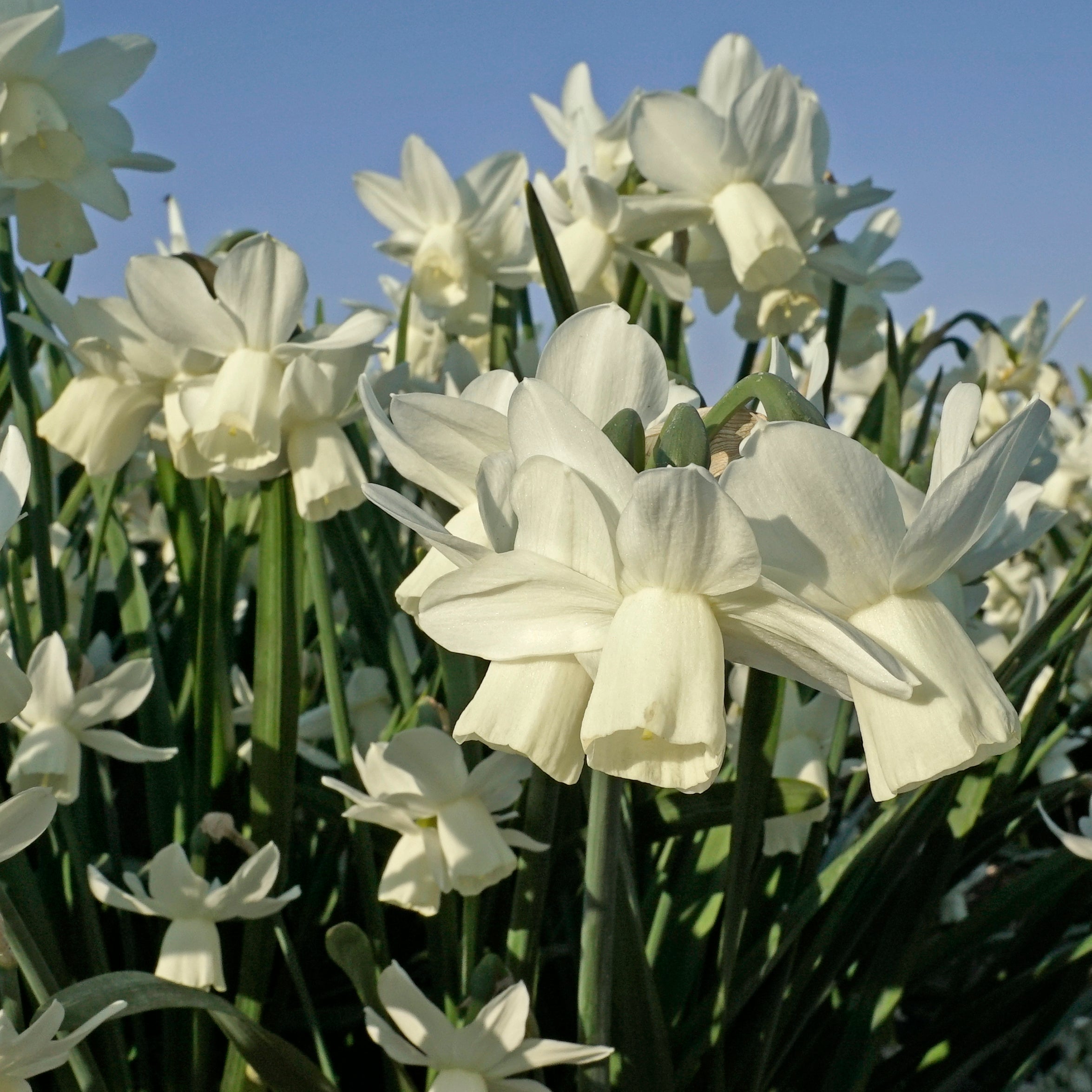 Ice Wings - Special Narcissus - Fluwel
